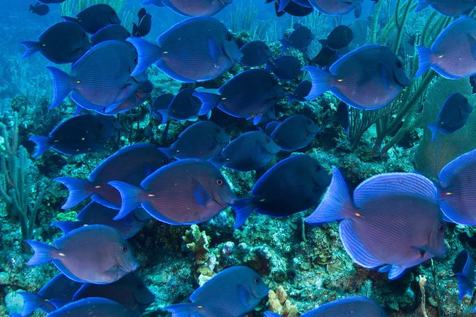 Barbados Catamaran Turtle and Shipwreck Snorkeling Cruise - Drinks and onboard vibe: unlimited rum punch, plus real service