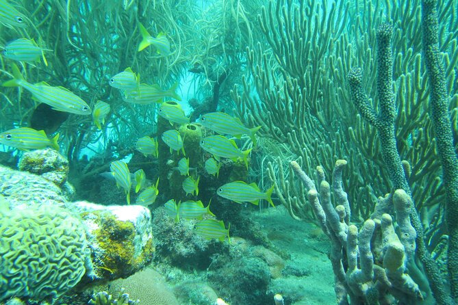 Barbados Catamaran Turtle and Shipwreck Snorkeling Cruise - What you’ll actually see under the water (and why it’s a good use of your time)
