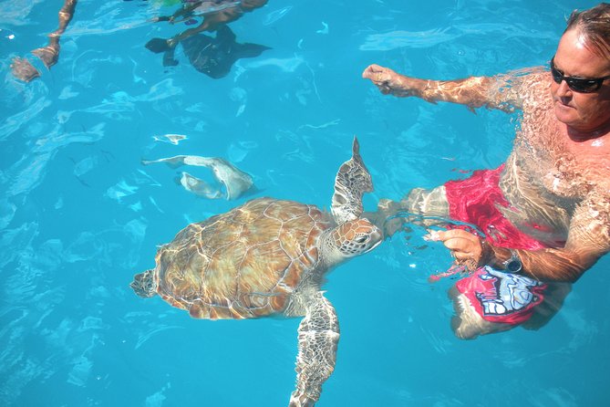Barbados Catamaran Turtle Snorkel with Lunch and Open Bar - Who should book this turtle snorkel cruise (and who should rethink it)
