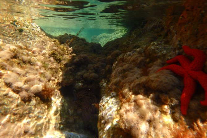 Barcelona Costa Brava Kayak, Snorkel & Cliff Jump Day Tour - Cliff jumping: choose your height and protect your feet
