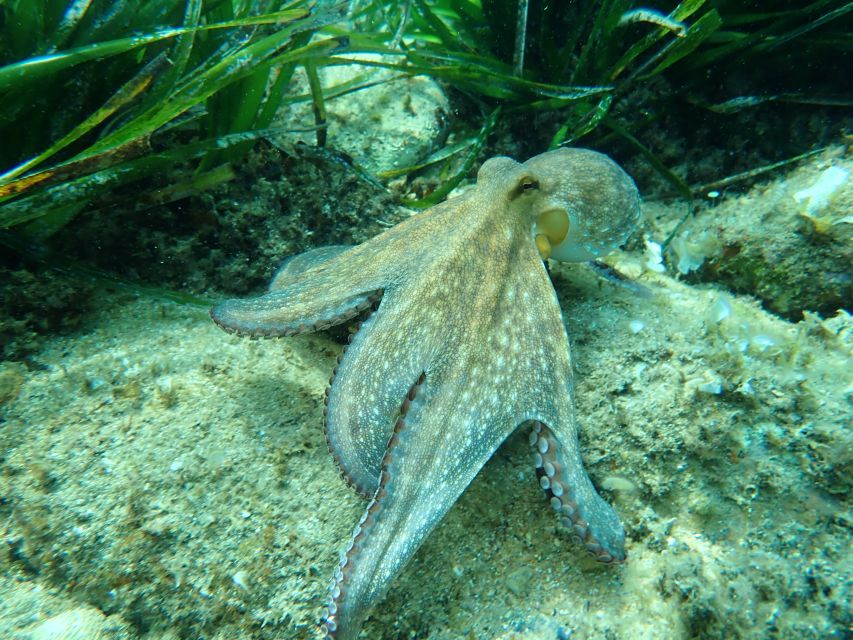 Barcelona: Costa Brava Kayak, Snorkel & Cliff Jump & Lunch - Kayak Along Costa Brava: Coves, Caves, and the Fun Parts of Paddling