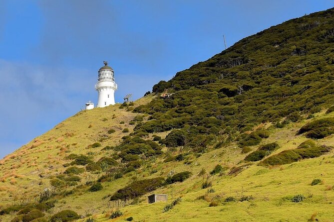 Bay of Islands Cruise & Island Tour - Snorkel, Hike,Swim,Wildlife - Wildlife spotting: where the bay surprises you