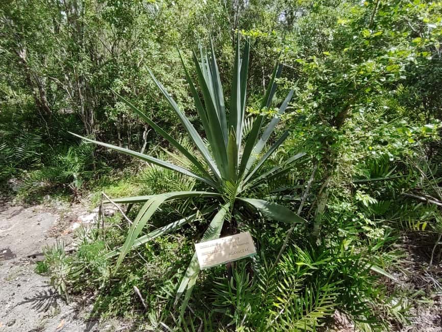 Bayahibe: National Park Jungle Walk & Snorkeling in Cenotes - Who should book this cenote-and-jungle combo