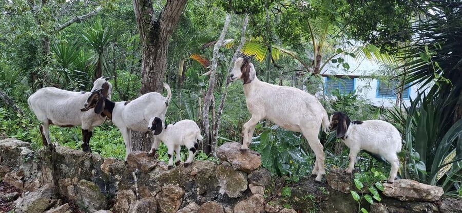 Bayahibe: National Park Jungle Walk & Snorkeling in Cenotes - What to pack (and what to skip) for comfort in heat and water