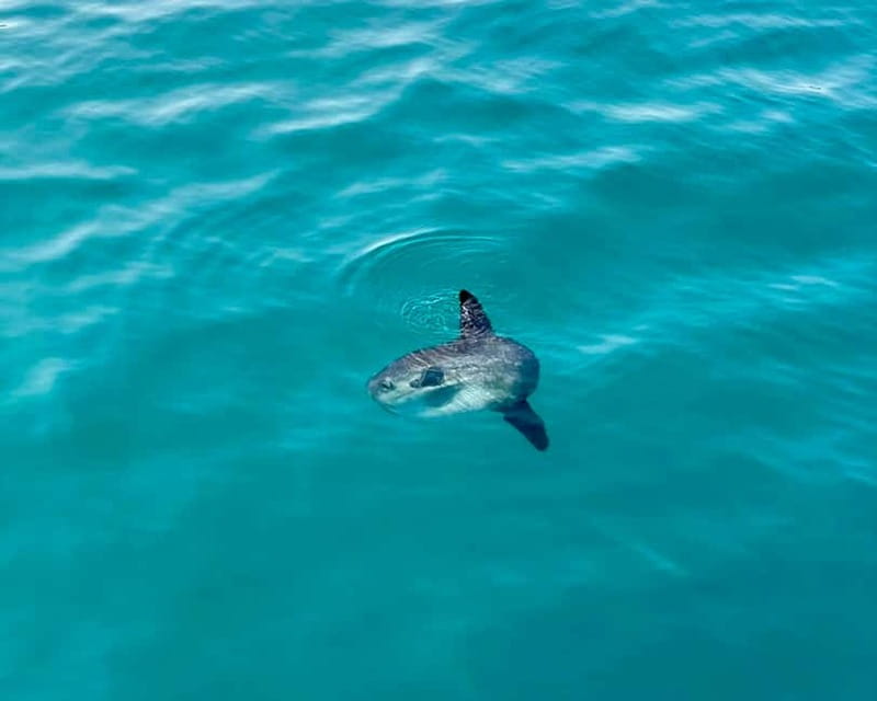 Benalmádena Boat Tour with Snorkeling, Water Slide and Lunch - A 3.5-Hour Ocean Adventure That Feels Like More Than a Tour