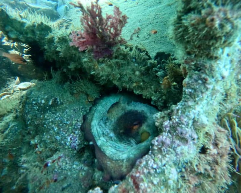 Benalmádena Boat Tour with Snorkeling, Water Slide and Lunch - Snorkeling the 1850s Wreck: Gear, Timing, and Visibility Reality