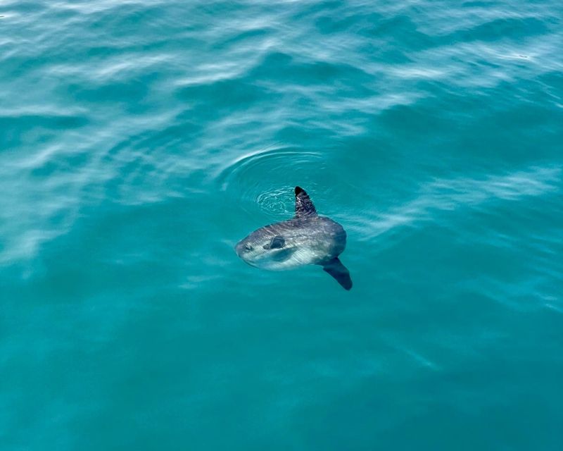 Benalmádena Boat Tour with Snorkeling, Water Slide and Lunch - Kayak and Paddle Surf: Calm-Water Fun That Changes the View