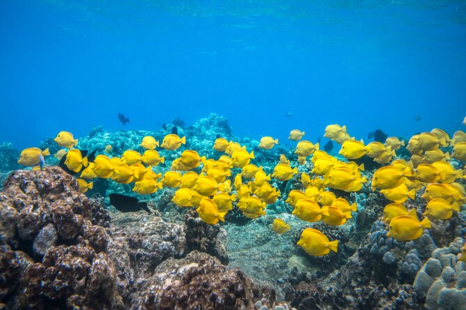 Best Coral Reef Snorkel Tour in Kona - Protected Marine Sanctuary - Key Points I’d Highlight