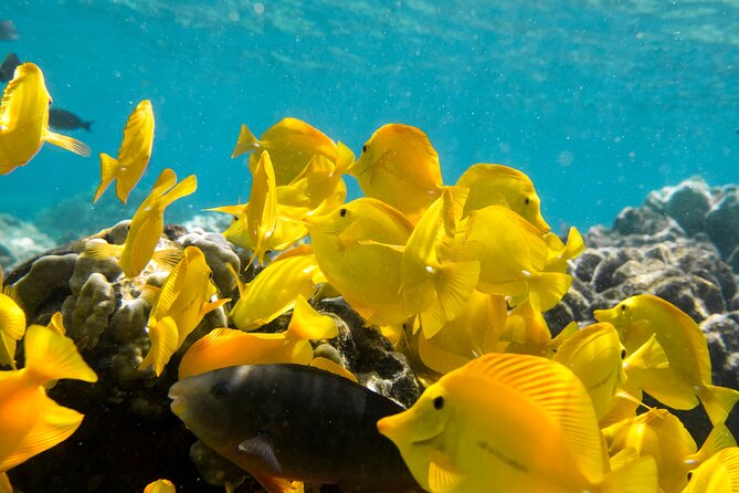 Best Coral Reef Snorkel Tour in Kona - Protected Marine Sanctuary - The Boat Ride: Timing, Comfort, and Why 45 Minutes Matters