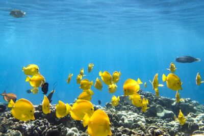 Best Coral Reef Snorkel Tour in Kona - Protected Marine Sanctuary - Stop 1: Kealakekua Bay Marine Preserve Snorkeling (Max 1 Hour)