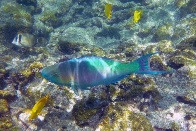 Best Coral Reef Snorkel Tour in Kona - Protected Marine Sanctuary - Wildlife Spotting: Dolphins and Whales as a Bonus