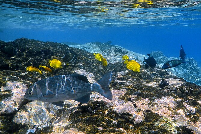 Best Coral Reef Snorkel Tour in Kona - Protected Marine Sanctuary - Price and Value: Is $125 a Fair Deal?