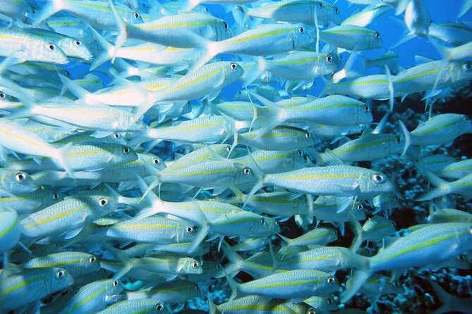 Best Coral Reef Snorkel Tour in Kona - Protected Marine Sanctuary - What You Need to Bring (And What the Crew Handles)