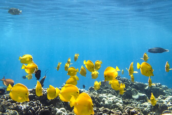 Best Coral Reef Snorkel Tour in Kona - Protected Marine Sanctuary - Stop 1: Kealakekua Bay Marine Preserve Snorkeling (Max 1 Hour)