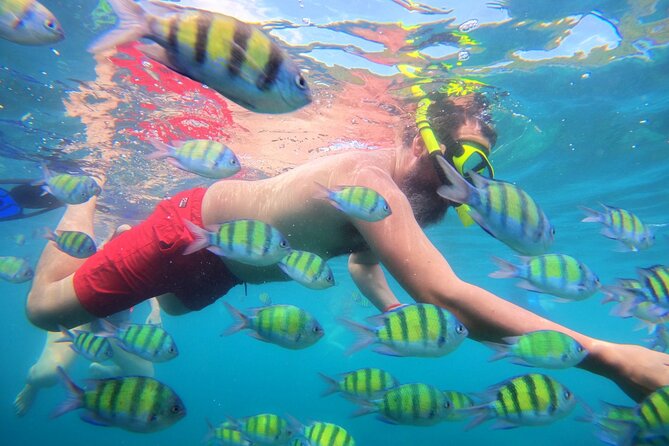 Best of Phi Phi Islands Snorkeling Tour from Phuket - Ko Phi Phi Le Snorkeling: Where the Fish Show Up
