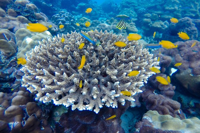 Best of Phi Phi Islands Snorkeling Tour from Phuket - Pileh Bay: The Emerald Lagoon Jump and Snorkel Time