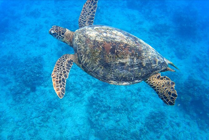 Best Waikiki Snorkel Tour: Guaranteed Turtles at Turtle Canyon - Key things to know before you go