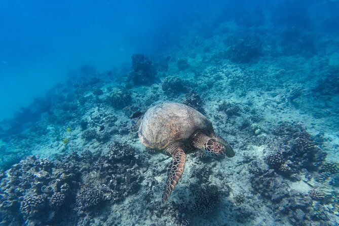 Best Waikiki Snorkel Tour: Guaranteed Turtles at Turtle Canyon - Boat size and sea state: the real deal on choppy water and motion sensitivity