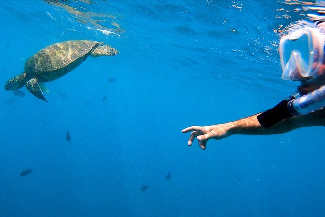 Best Waikiki Snorkel Tour: Guaranteed Turtles at Turtle Canyon - Who should book this Waikiki snorkel (and who should think twice)