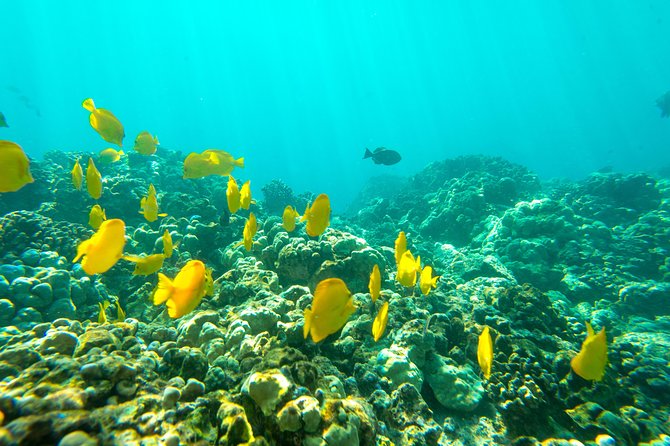 Big Island: Captain Cook Snorkel On A Power Catamaran With Lunch - Who should book this Captain Cook snorkel tour, and who should skip it