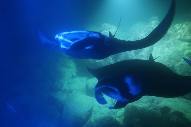 Big Island: Kona Manta Ray Snorkel Tour in Keauhou Harbor - The Light Board, the Plankton, and What You’ll Be Watching