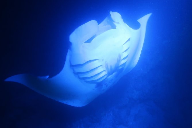 Big Island: Kona Manta Ray Snorkel Tour in Keauhou Harbor - Guides, Safety, and the Small-Group Advantage