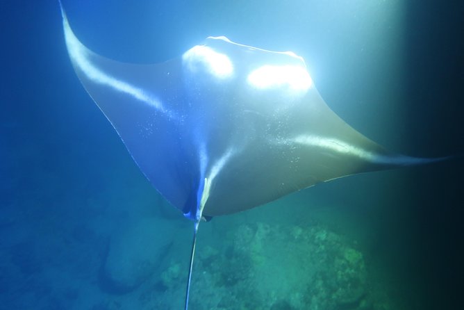 Big Island: Kona Manta Ray Snorkel Tour in Keauhou Harbor - Where You Meet in Kailua-Kona (And Why Instructions Matter)