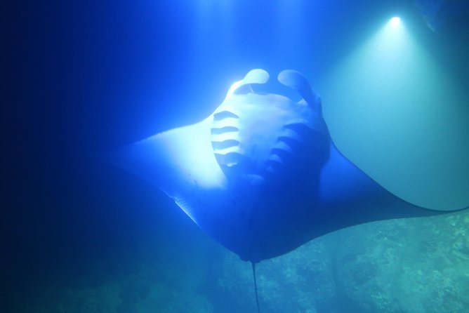 Big Island: Kona Manta Ray Snorkel Tour in Keauhou Harbor - Who This Kona Manta Ray Tour Is Best For