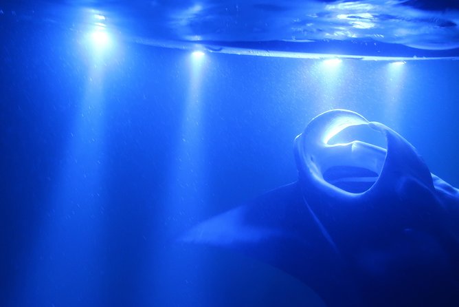 Big Island: Kona Manta Ray Snorkel Tour in Keauhou Harbor - Boat Ride and In-Water Time: How the Tour Keeps It Short