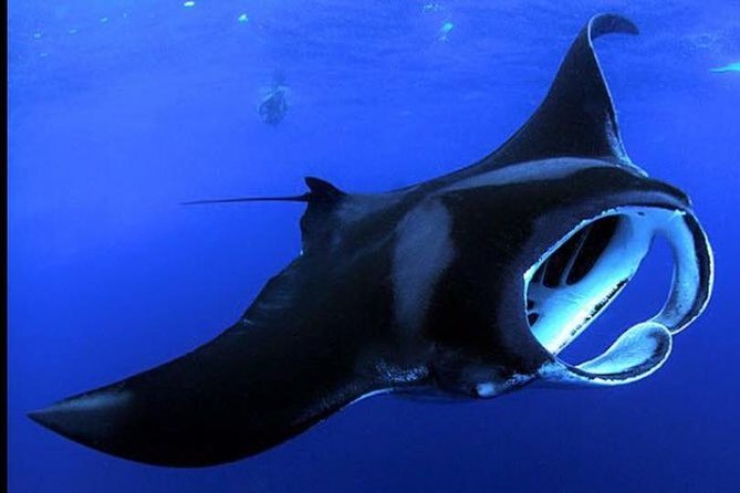 Big Island Manta Ray Night Snorkel - Key things to know before you go