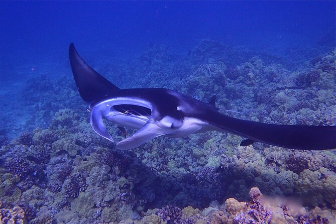 Big Island Manta Ray Night Snorkel - Meeting at Hang Loose Boat Tours in Keauhou Bay