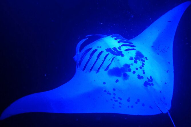 Big Island: Manta Ray Night Snorkeling Adventure in Kailua-Kona - Key Things to Know Before You Go