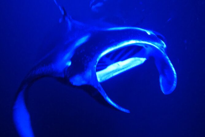 Big Island: Manta Ray Night Snorkeling Adventure in Kailua-Kona - Getting to the Boat: Kona Logistics That Matter