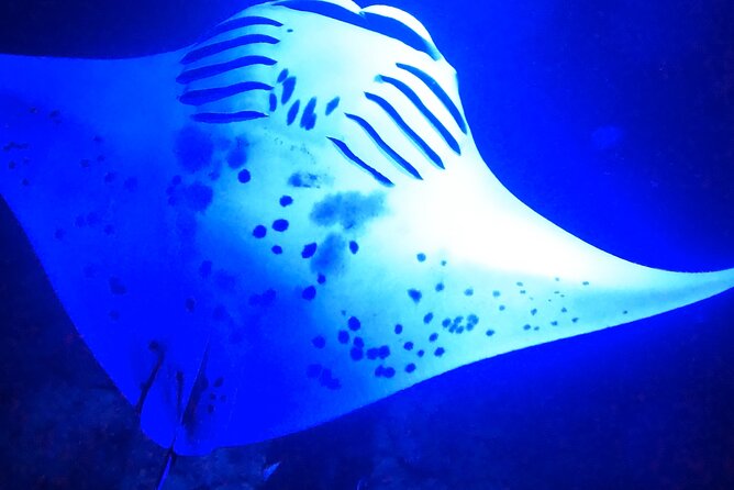 Big Island: Manta Ray Night Snorkeling Adventure in Kailua-Kona - Gear and How You Actually Snorkel
