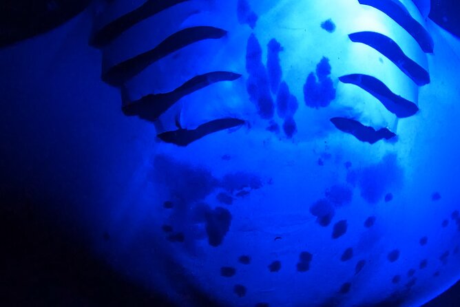 Big Island: Manta Ray Night Snorkeling Adventure in Kailua-Kona - Back on Board: Snacks, Bathrooms, and Warming Up