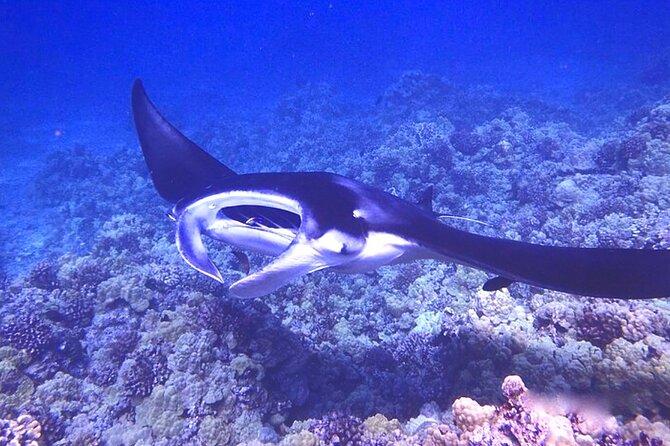 Big Island: Manta Ray Night Snorkeling Adventure in Kailua-Kona - Price and Value: Is $75 Worth It?
