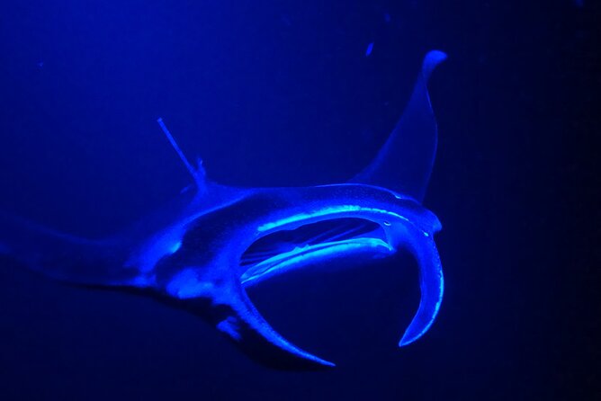 Big Island: Manta Ray Night Snorkeling Adventure in Kailua-Kona - Safety, Comfort, and What to Watch For
