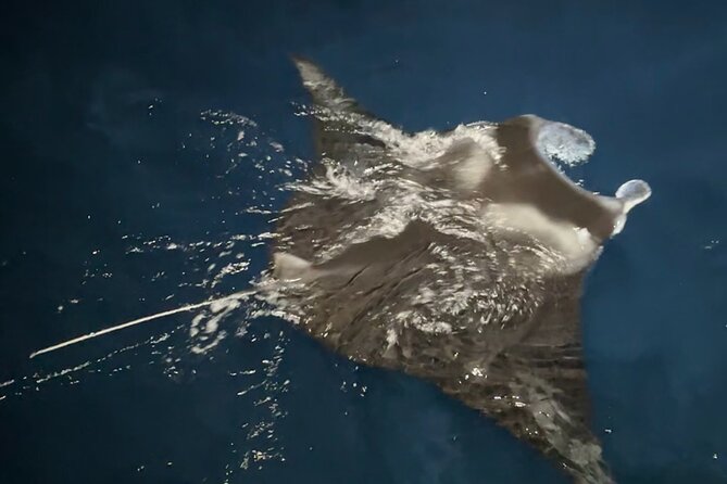 Big Island: Manta Ray Night Snorkeling Adventure in Kailua-Kona - The Sunset Cruise from Honokohau Harbor