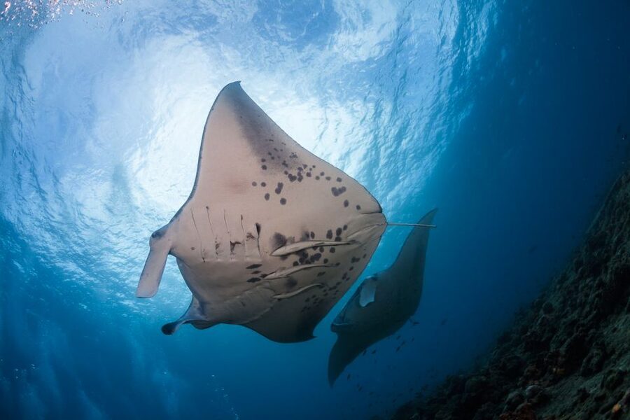 Big Island: Snorkel with Manta Rays - Manta Guarantee - Why Floating Above Manta Rays Beats Typical Snorkeling