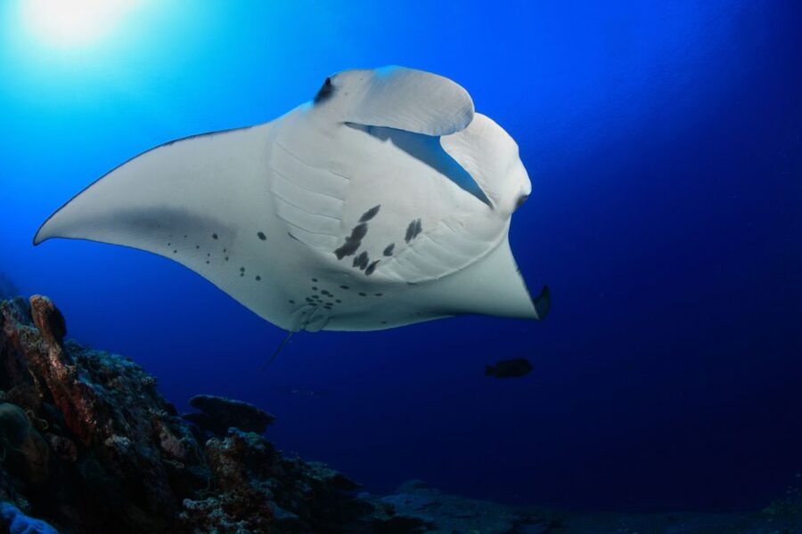 Big Island: Snorkel with Manta Rays - Manta Guarantee - FAQ