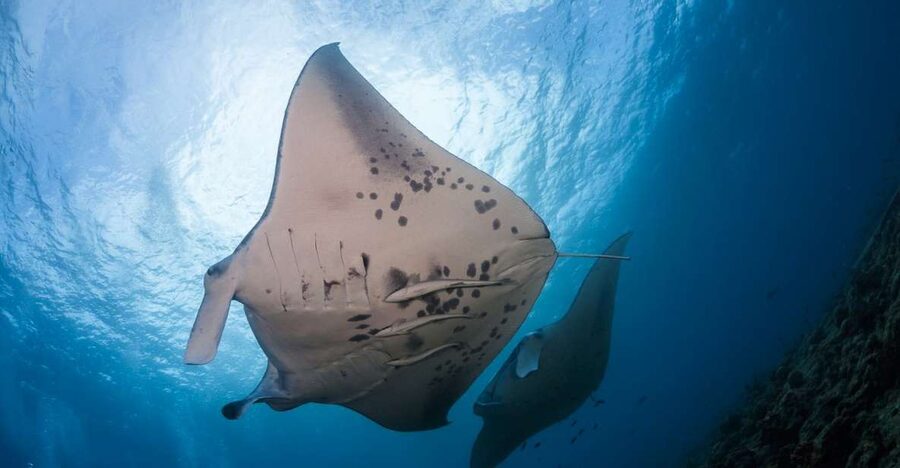 Big Island: Snorkel with Manta Rays - Manta Guarantee - The Briefing and Manta Float: How the Light Brings the Action