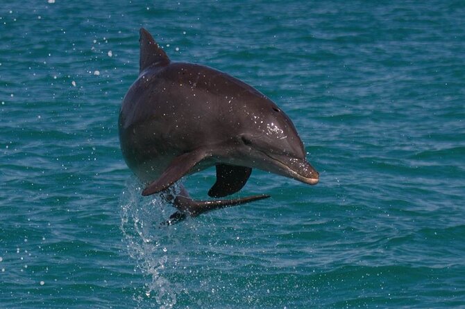 Biologist Owned & Operated: Dolphin Watching & Guided Snorkeling - Key Highlights You’ll Feel On the Water