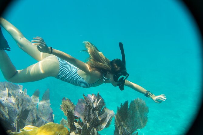 Biologist Owned & Operated: Dolphin Watching & Guided Snorkeling - Dolphin Watching: Finding Bottlenose Dolphins Without Disturbing Them
