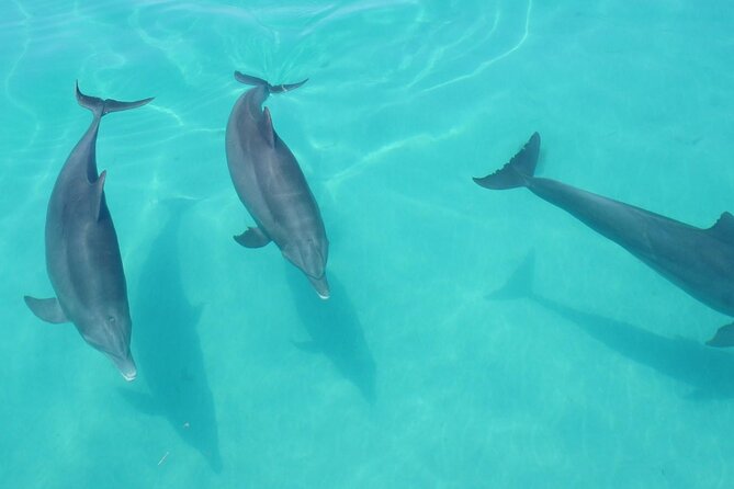 Biologist Owned & Operated: Dolphin Watching & Guided Snorkeling - Snorkeling in Key West: Sponge Gardens, Coral Heads, and Calm Spots