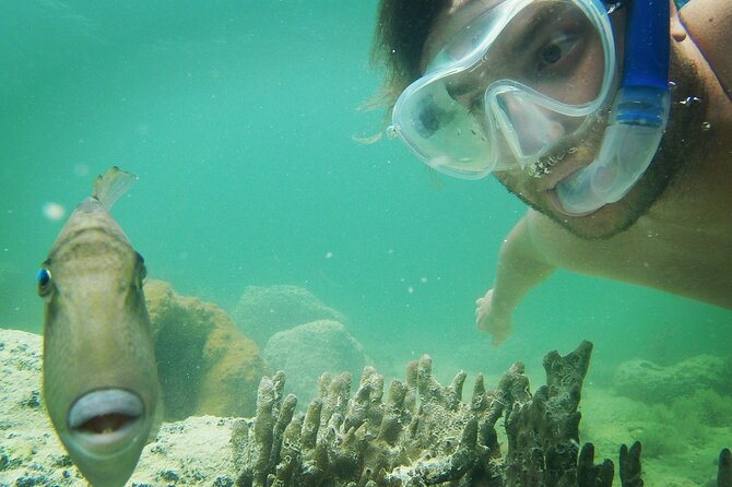 Biologist Owned & Operated: Dolphin Watching & Guided Snorkeling - Who Should Book This Dolphin Watching and Guided Snorkeling Tour?