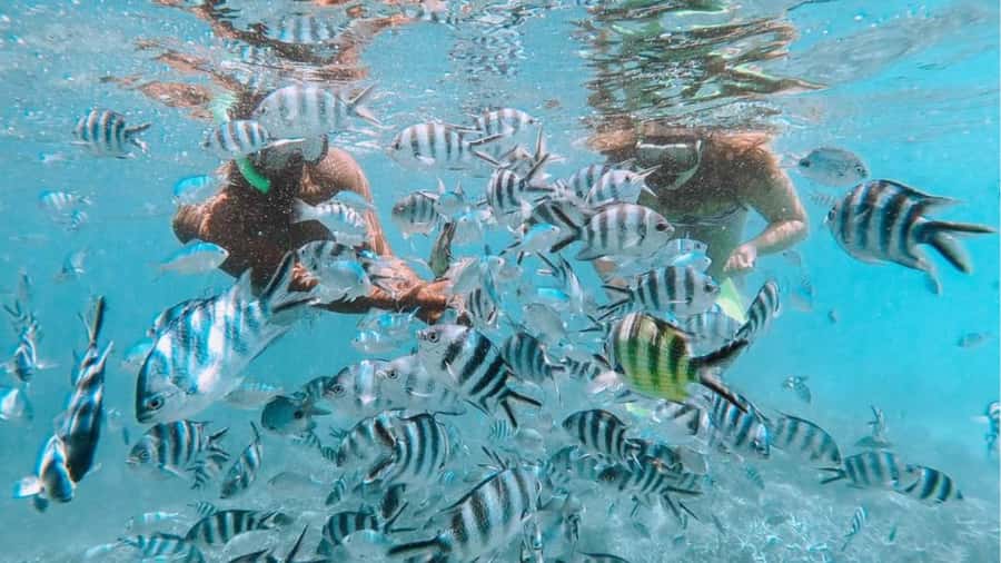 Blue Bay: Blue Bay Glass Bottom Boat Visit and Snorkeling - Blue Bay Marine Park: what this 1-hour outing is really for