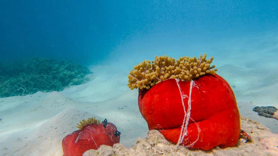 Blue Bay: Blue Bay Glass Bottom Boat Visit and Snorkeling - Water, comfort, and simple tips that matter