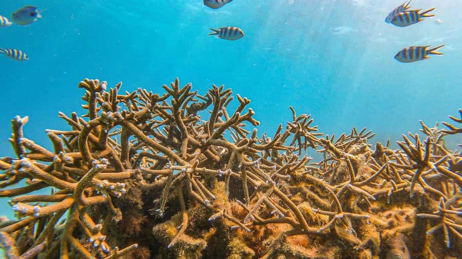 Blue Bay: Blue Bay Glass Bottom Boat Visit and Snorkeling - Small groups, private options, and why that affects your experience