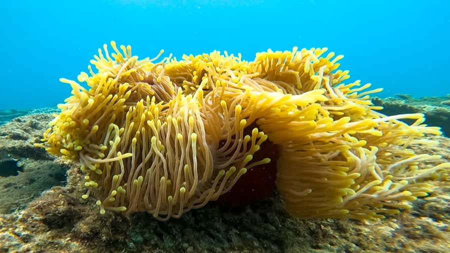 Blue Bay: Blue Bay Glass Bottom Boat Visit and Snorkeling - Who should book this snorkeling and glass-bottom boat visit