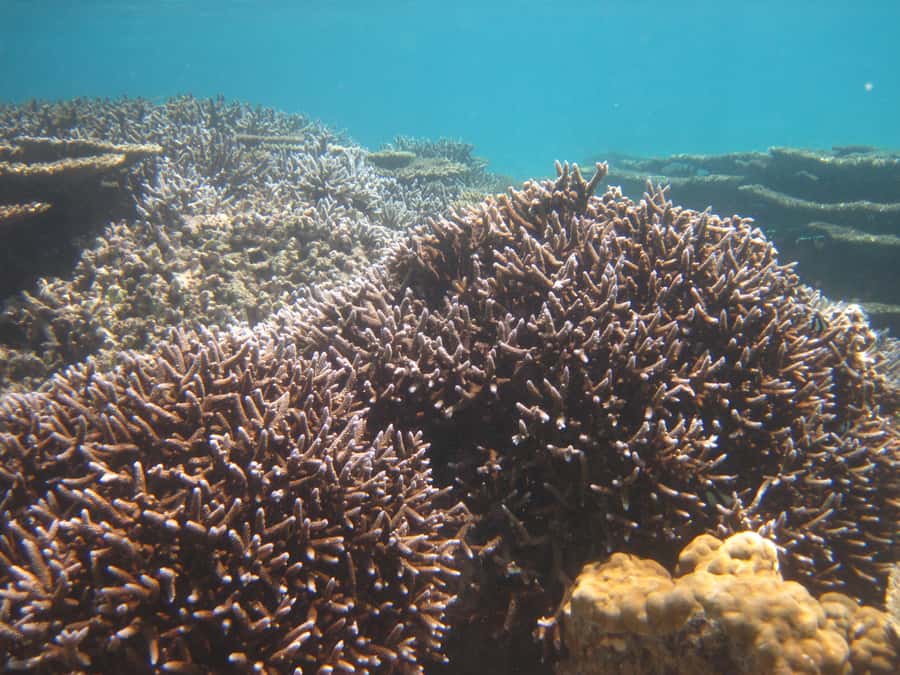 Blue Bay: Half-Day Snorkeling Trip with Creole Picnic Lunch - Price and Value: Does $70 Make Sense for What You Get?